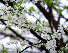 谢文艺:屋后梨花
