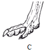 C